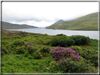 foto Parco nazionale di Connemara